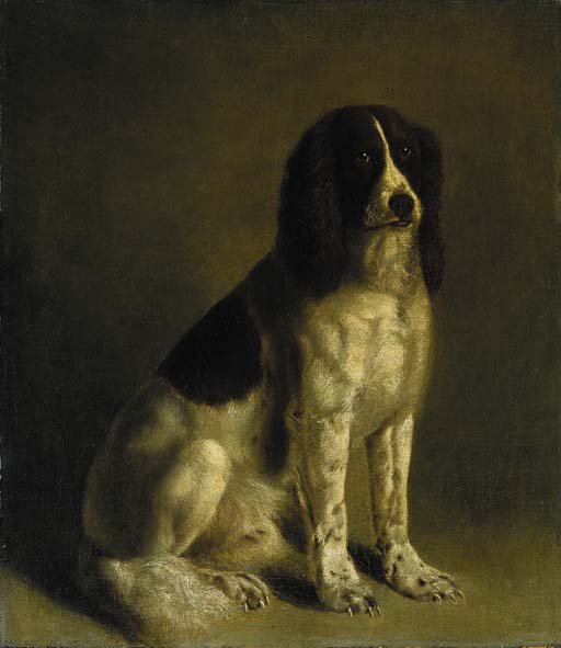 A springer spaniel