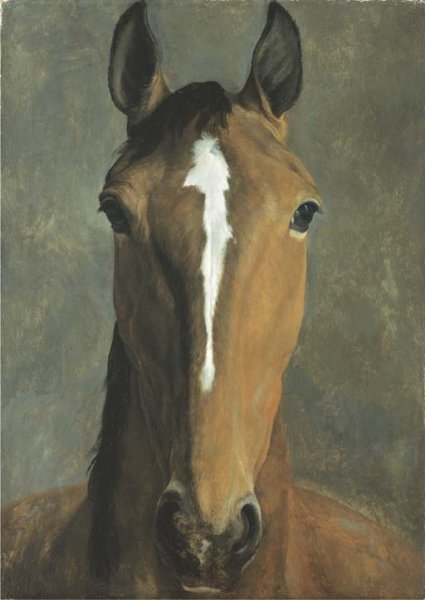 Head of a bay horse